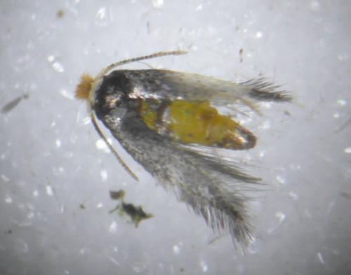 Réf. 256 590 : Stigmella sp.